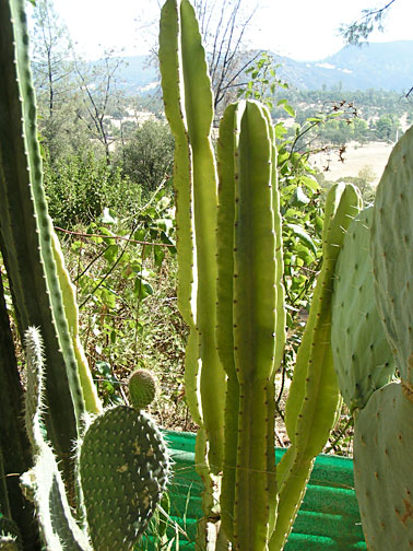 Image of euphorbias and cacti in the Garden of Unearthly Delights