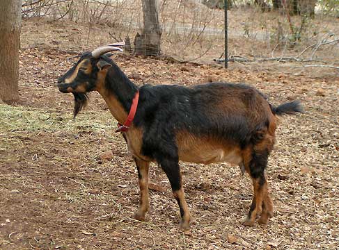 Standard coloration of an adult female   San Clemente goat