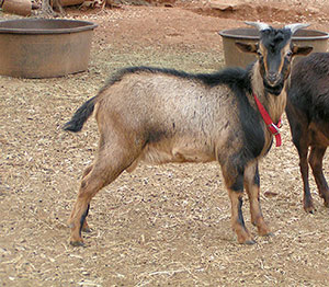 PsiKeep Ranch #PSI-J-07: buck				kid for sale
