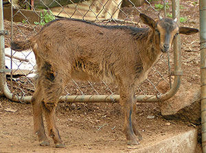 PsiKeep Ranch #Psi-K-03: buck kid for 			sale