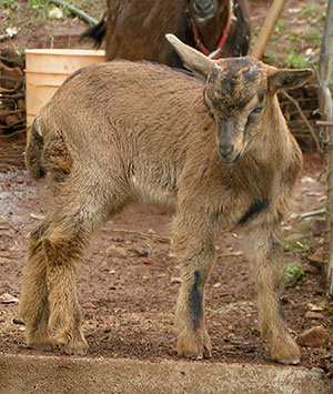 PsiKeep Ranch #PSI-K-09: buck				kid for sale